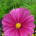 Cosmos bipinnatus 'Rubenza'